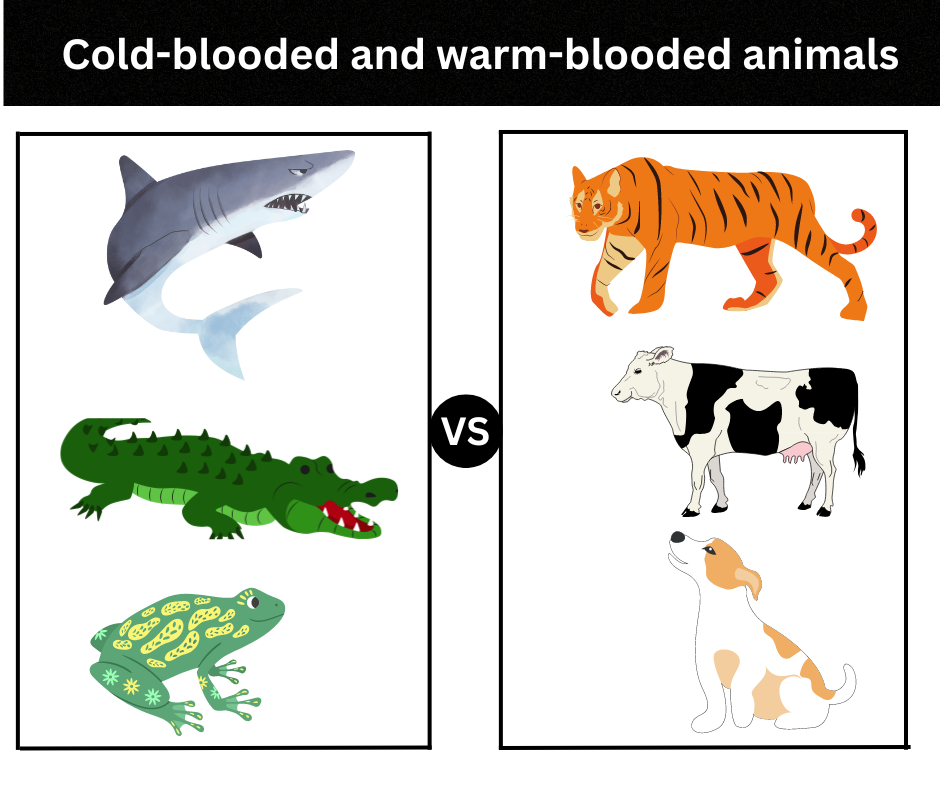 Cold blooded vs Warm blooded animals: Definition, Differences & Examples