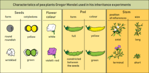 Mendel's experiment on Pea's Plant