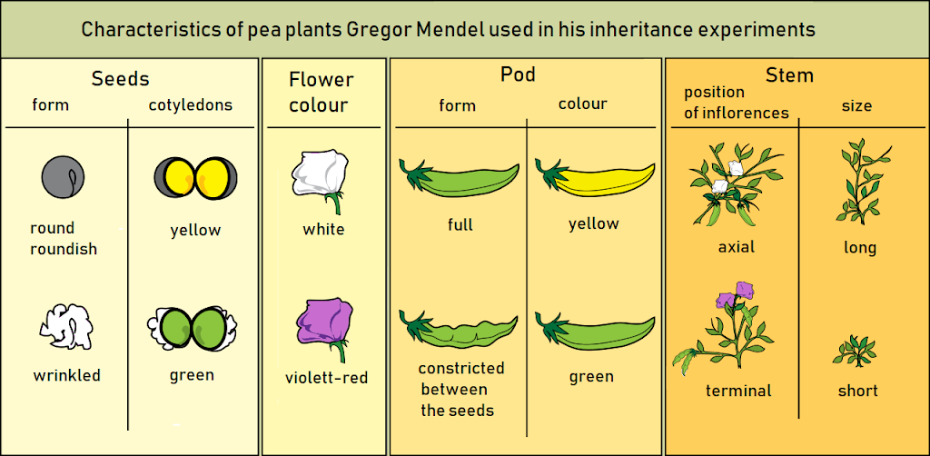Mendel’s Experiment: Mendel’s Law of Segregation, and Peas plant