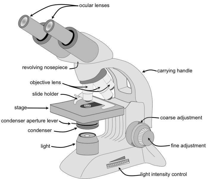 Parts of Microscope with functions and labeled microscopes diagram