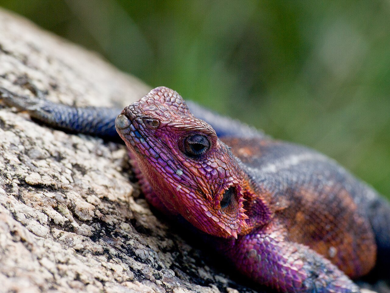Male agama lizard basking on a sunlit rock