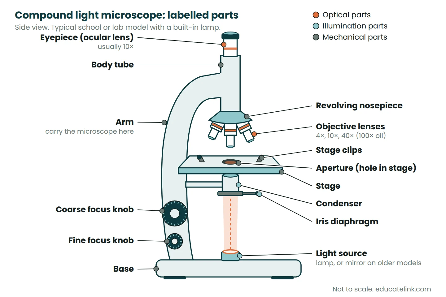 Labelled side view of a compound light microscope: eyepiece, body tube, nosepiece, objectives, stage, condenser, iris diaphragm, focus knobs and base