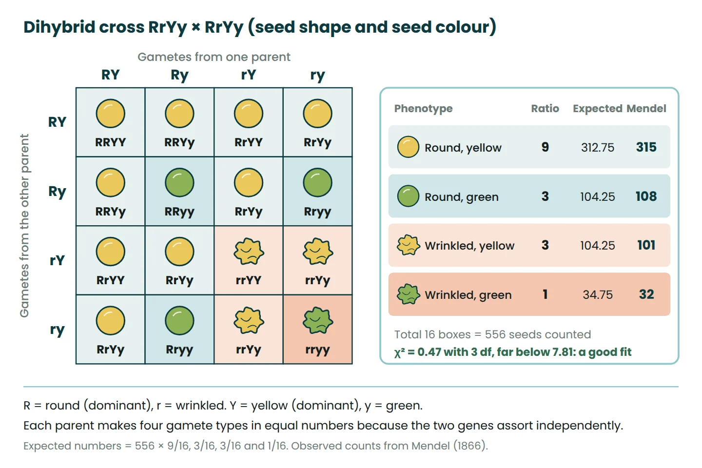 Four by four Punnett square for RrYy x RrYy showing the 9:3:3:1 ratio beside Mendel's counts of 315, 108, 101 and 32 seeds