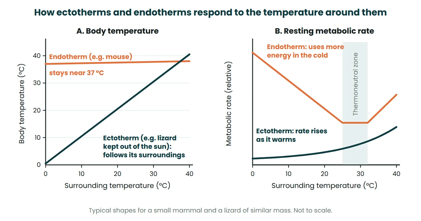 Graphs of body temperature and resting metabolic rate against surrounding temperature for an ectotherm and an endotherm