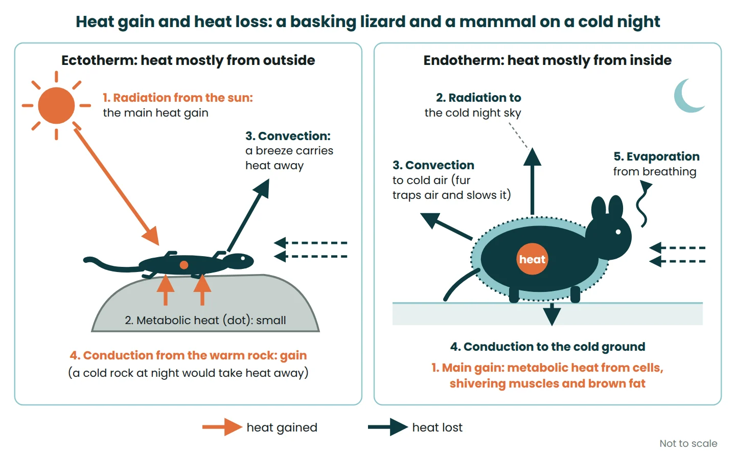 Diagram of heat gain and loss by radiation, conduction, convection, evaporation and metabolism for a basking lizard and a mammal at night