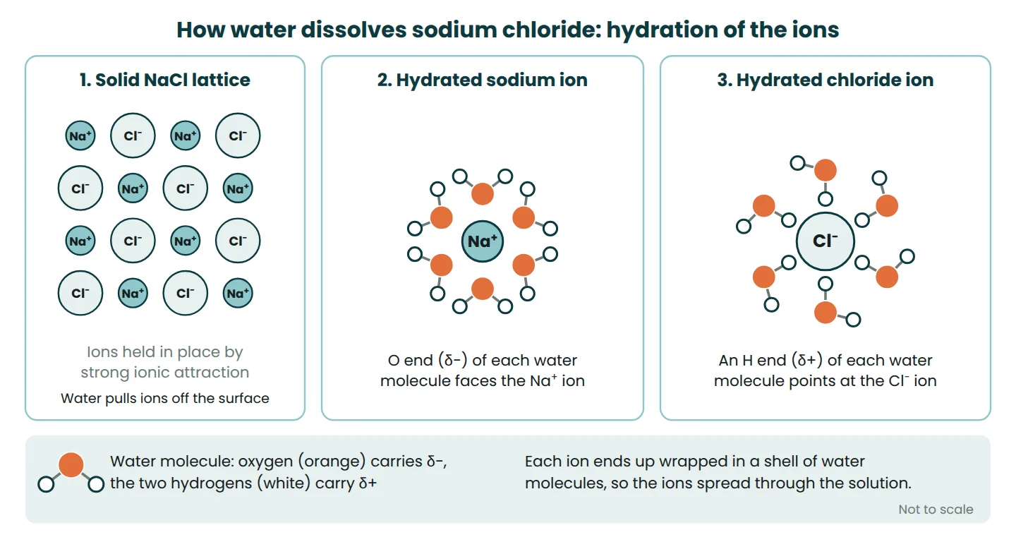 Diagram of a sodium chloride lattice and of Na+ and Cl− ions each surrounded by water molecules oriented by their partial charges