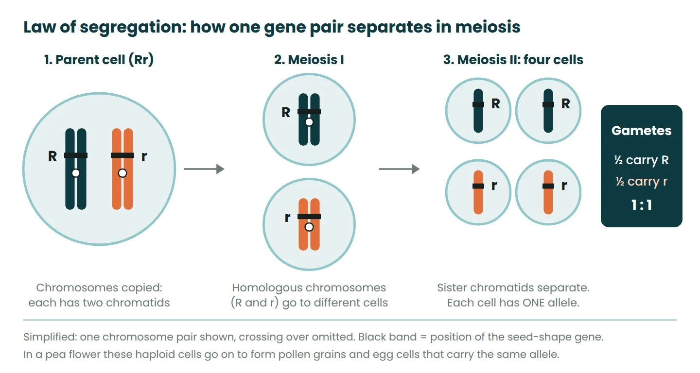 Diagram of meiosis in an Rr cell: homologous chromosomes carrying R and r separate so half the gametes carry R and half carry r
