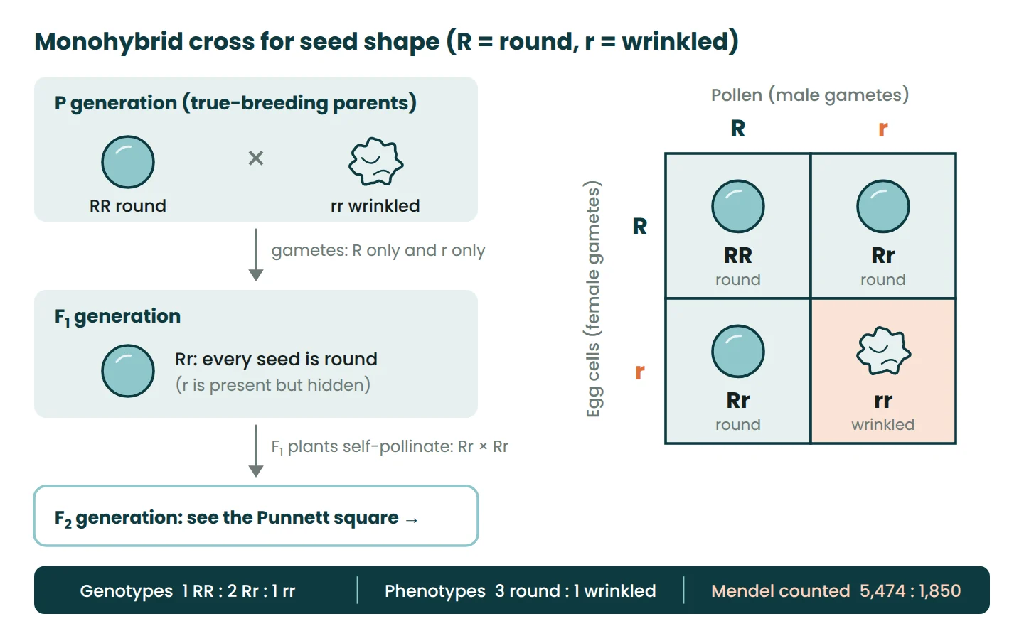 Monohybrid cross diagram: RR round crossed with rr wrinkled gives Rr F1, and a Punnett square gives 3 round to 1 wrinkled in F2