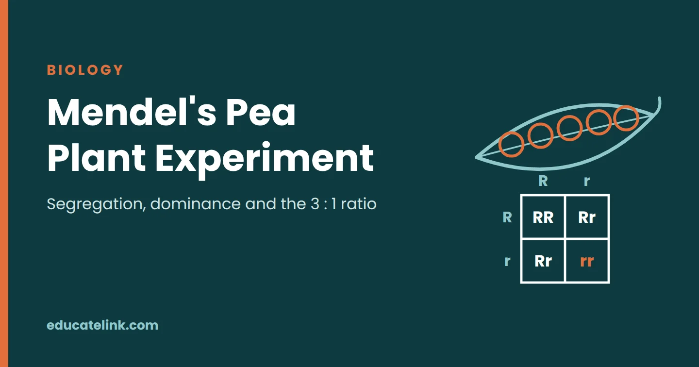 Mendel’s Pea Plant Experiment and the Law of Segregation