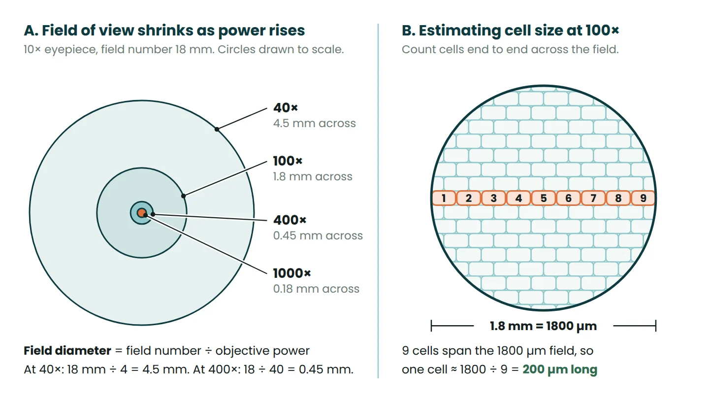 Field of view circles drawn to scale for 40x, 100x, 400x and 1000x, and nine onion cells counted across a 1800 micrometre field