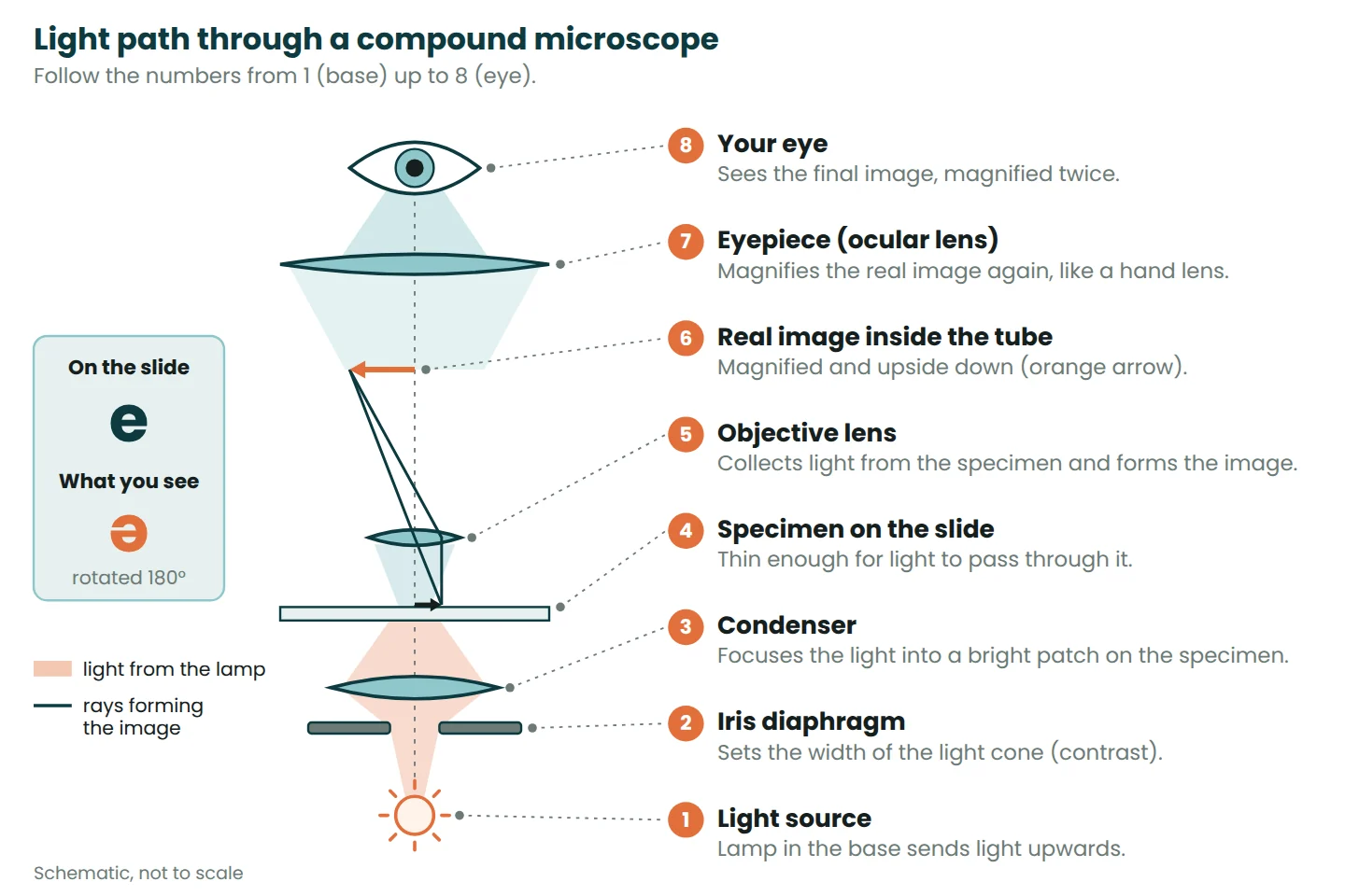 Diagram of the light path from lamp through iris diaphragm, condenser, specimen, objective, inverted real image and eyepiece to the eye