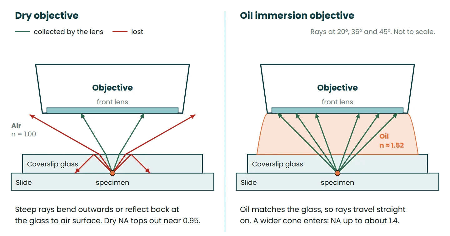 Comparison of rays leaving a coverslip into air for a dry objective and into immersion oil for an oil immersion objective