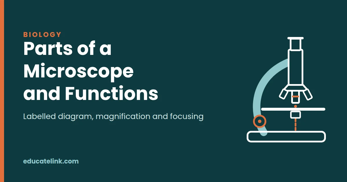Parts of a Microscope and Their Functions (Labelled Diagram)