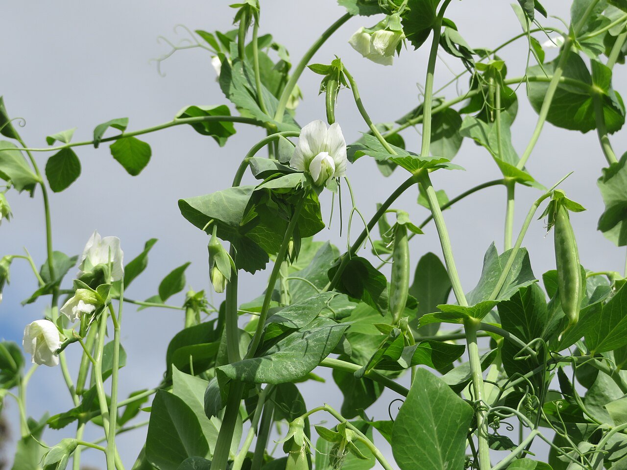 Garden pea plant (Pisum sativum) with white flowers and green pods