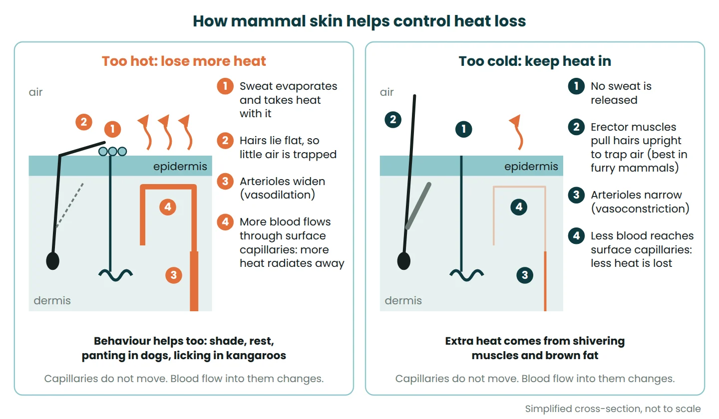 Cross-section of mammal skin showing vasodilation and sweating when hot, and vasoconstriction and raised hairs when cold